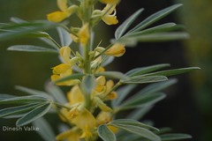 Atylosia sericea